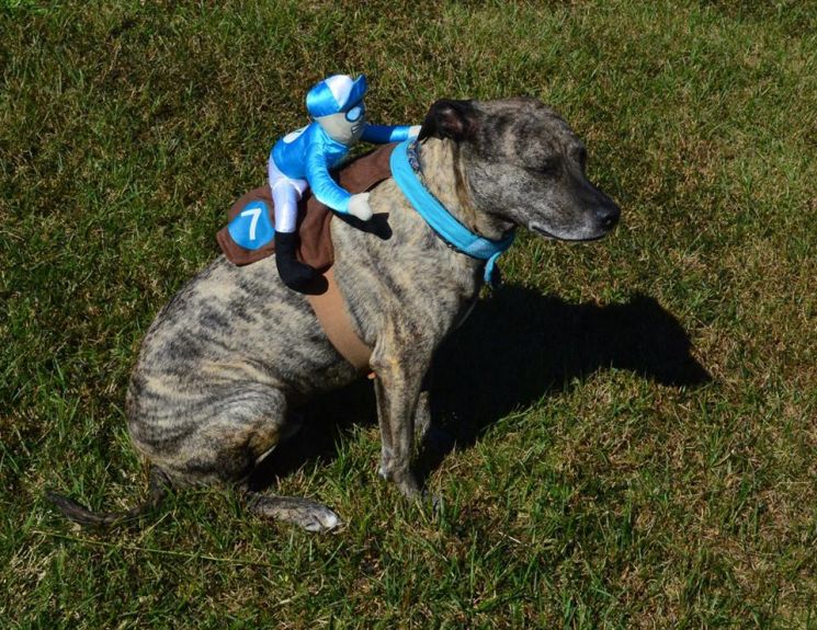 Tucker as a racing greyhound